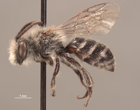 Colletes xerophilus image