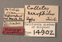 Colletes xerophilus image