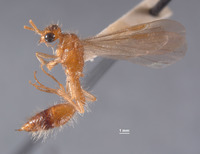 Chyphotes bruscus image