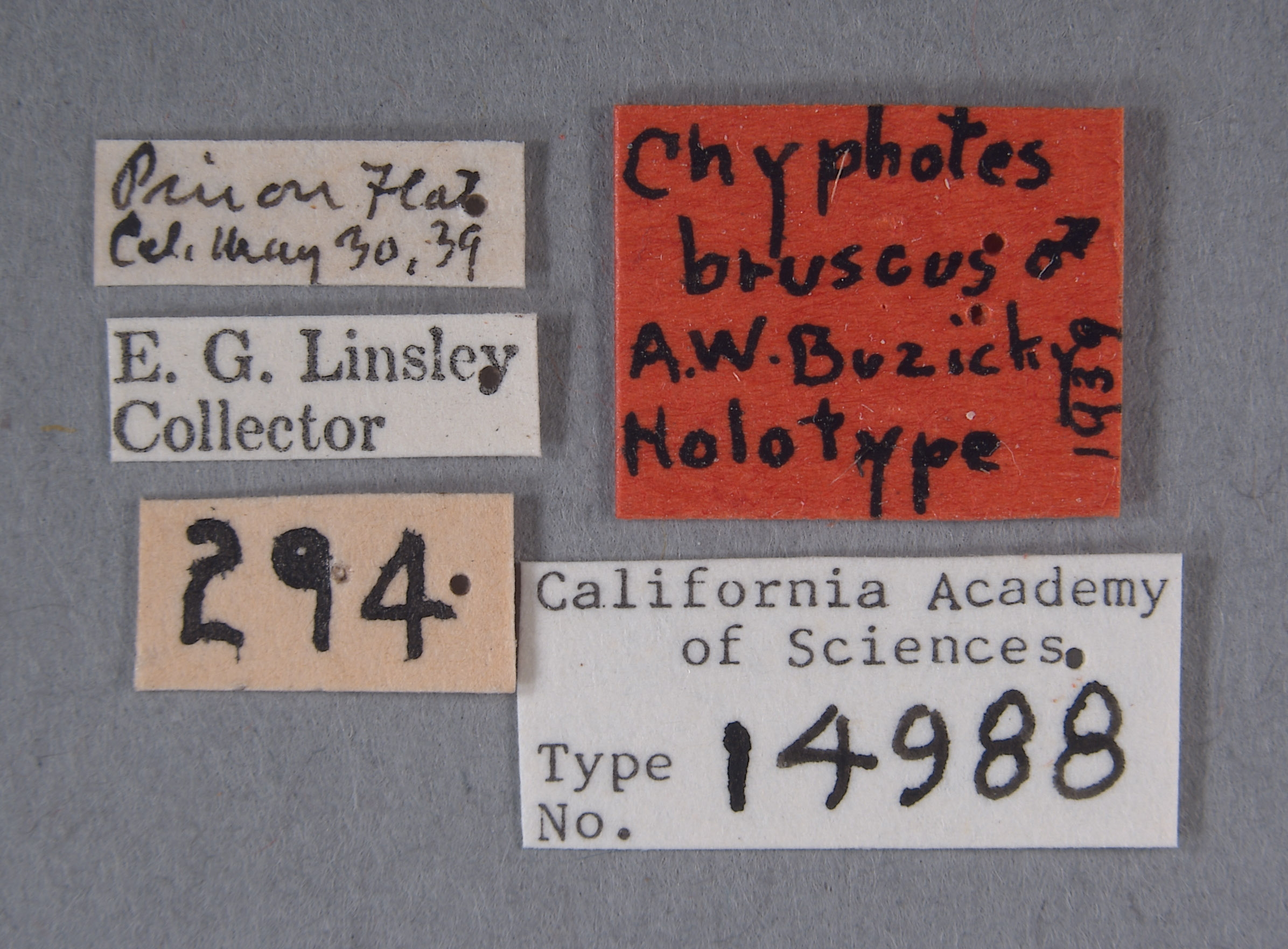 Chyphotes bruscus image