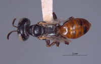 Plenoculus timberlakei image