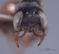 Plenoculus timberlakei image