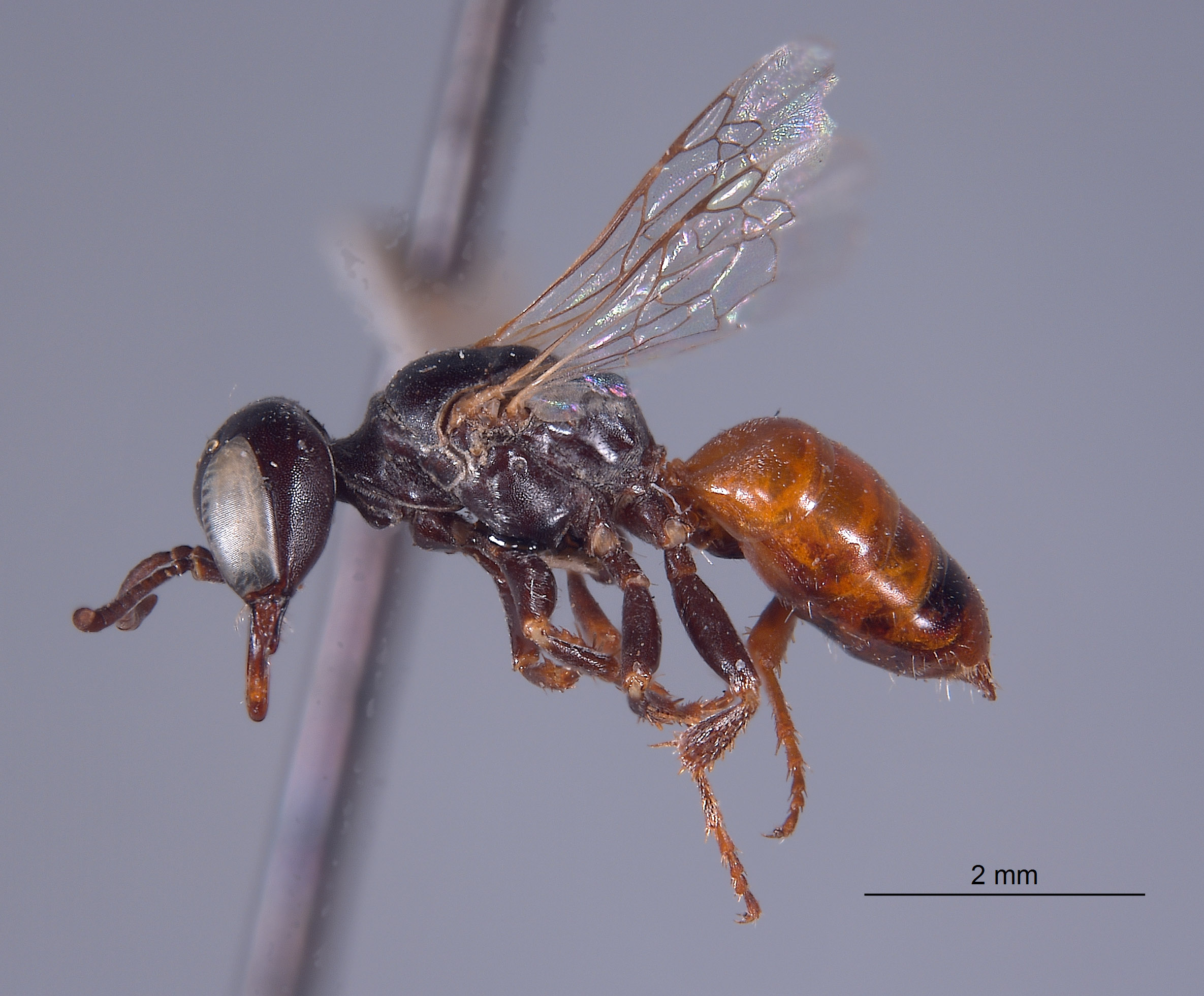 Plenoculus timberlakei image