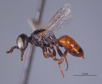 Plenoculus timberlakei image