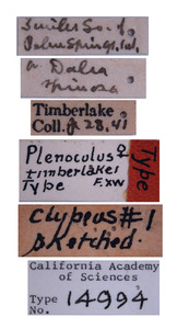 Plenoculus timberlakei image