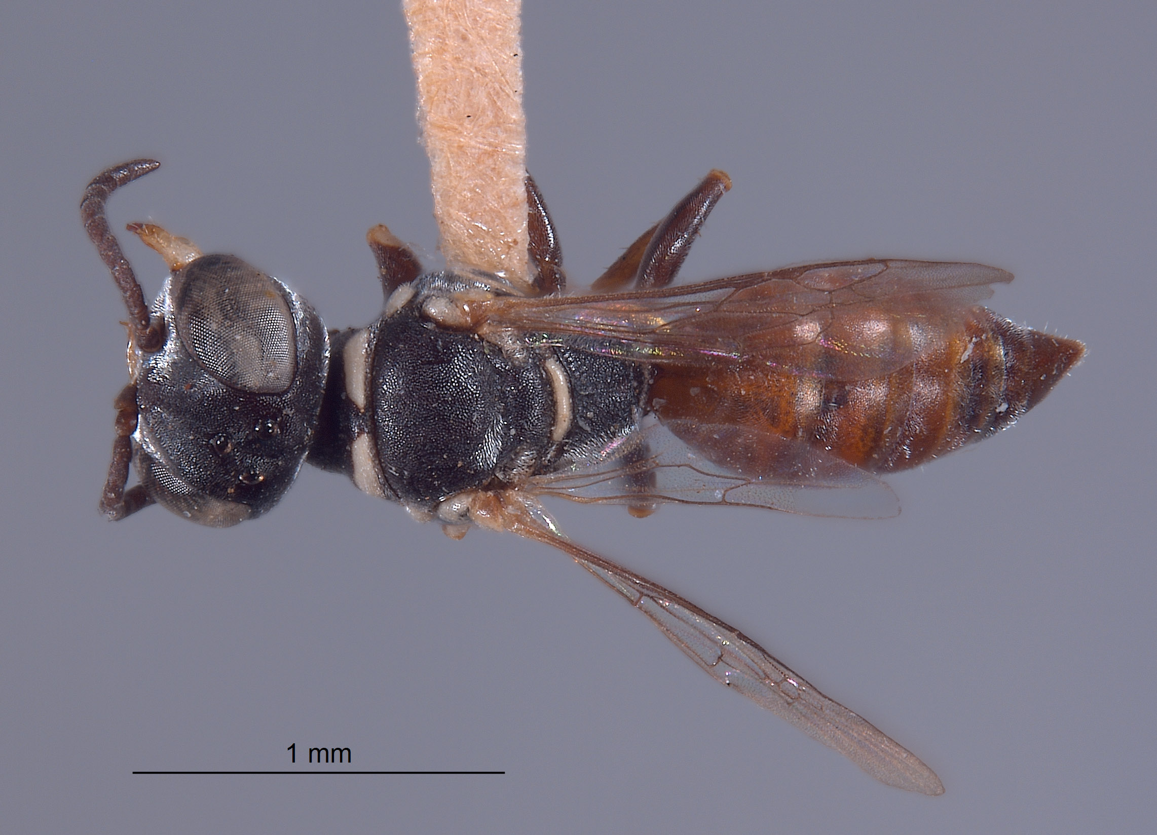 Solierella abdominalis image