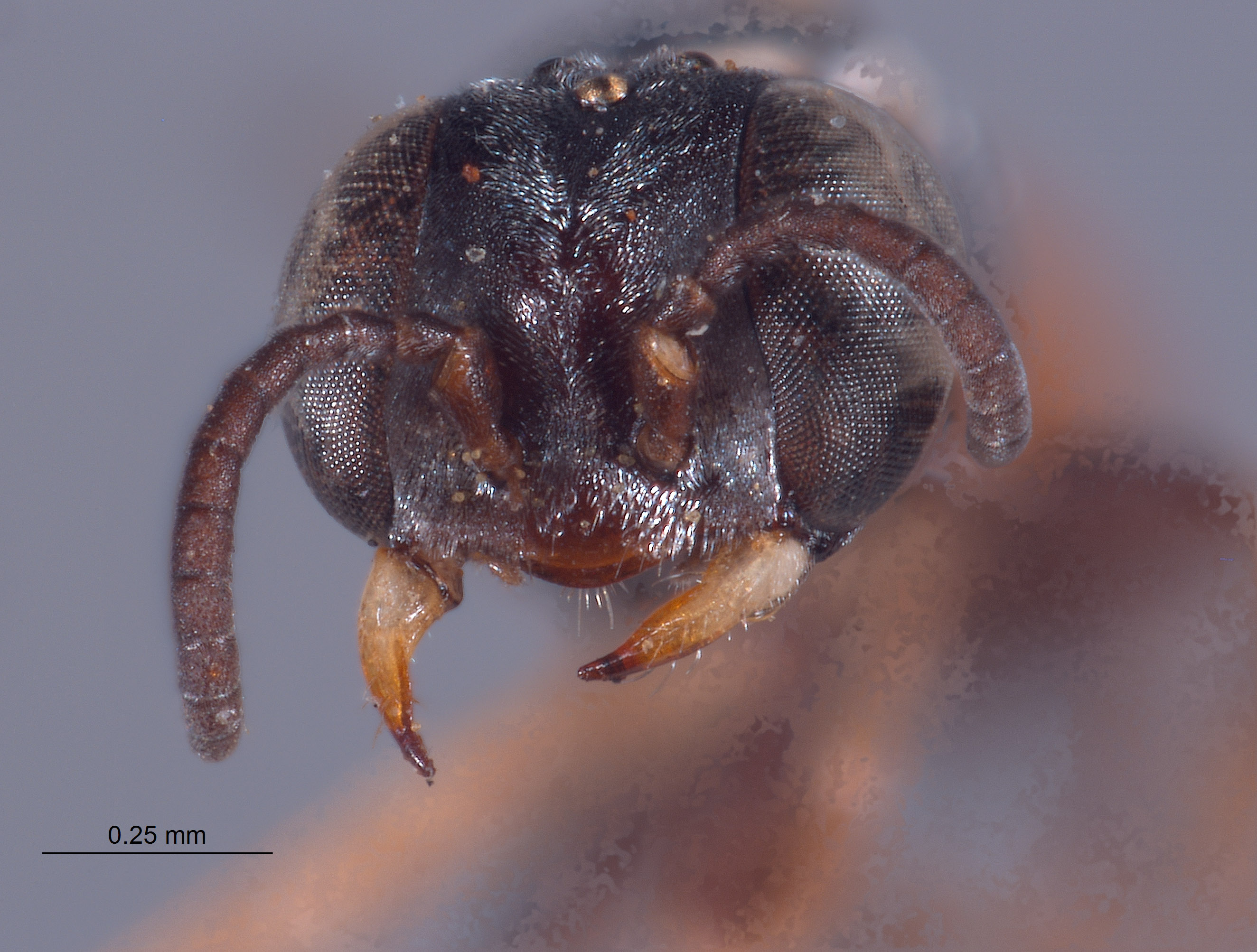 Solierella abdominalis image