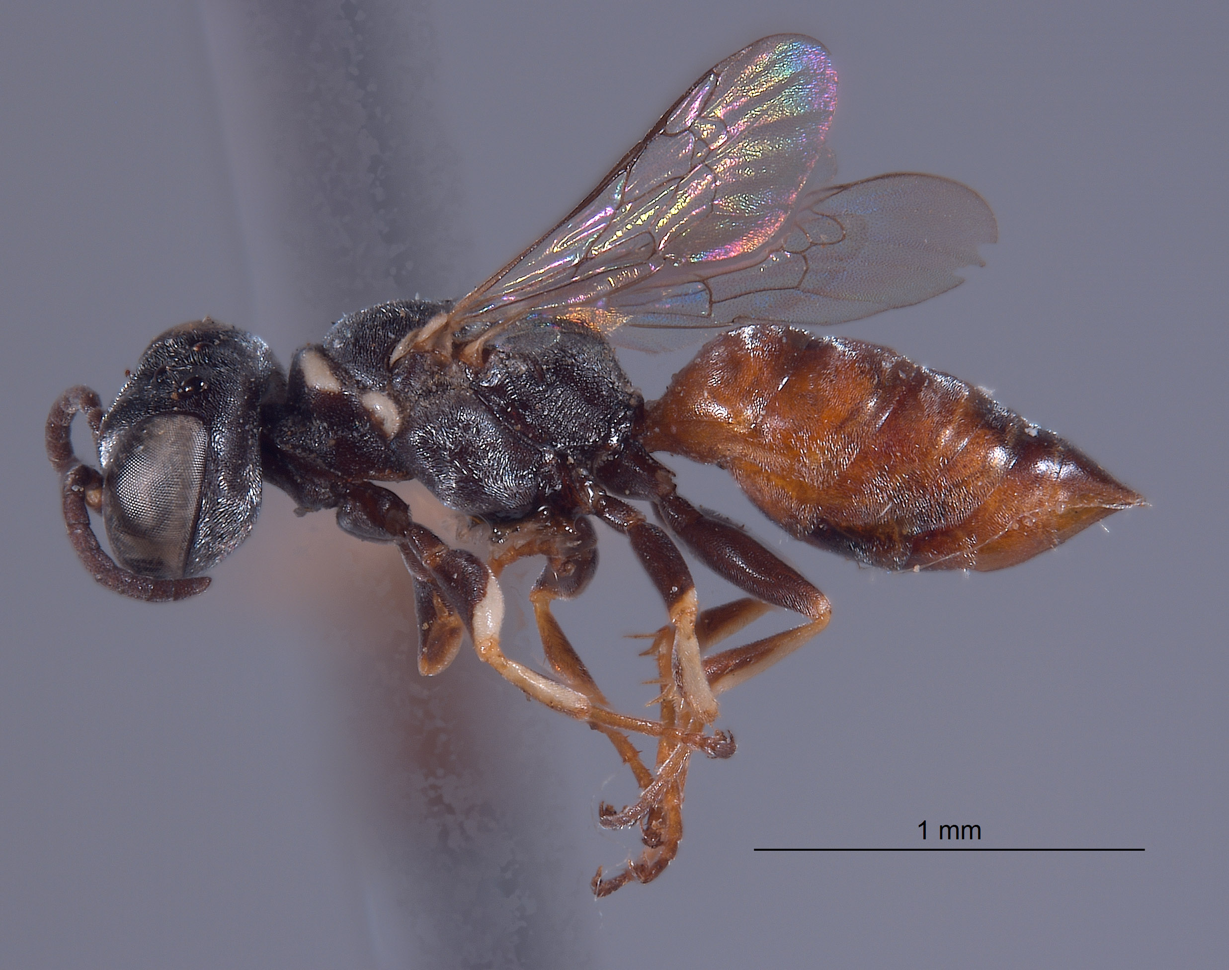 Solierella abdominalis image