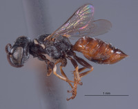 Solierella abdominalis image