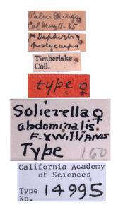 Solierella abdominalis image