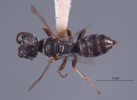 Solierella australis image