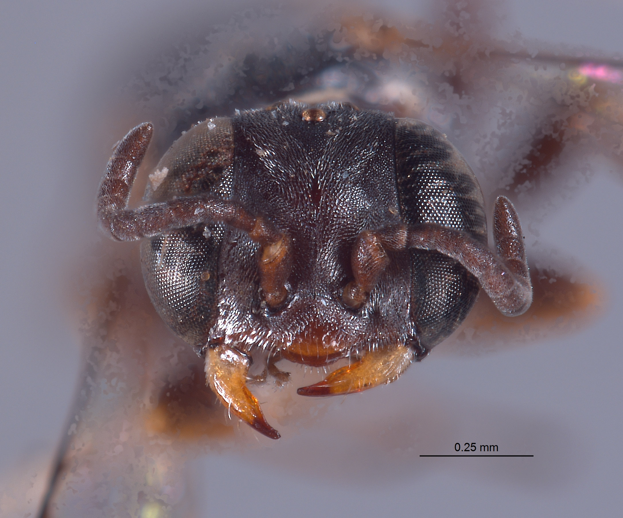 Solierella australis image