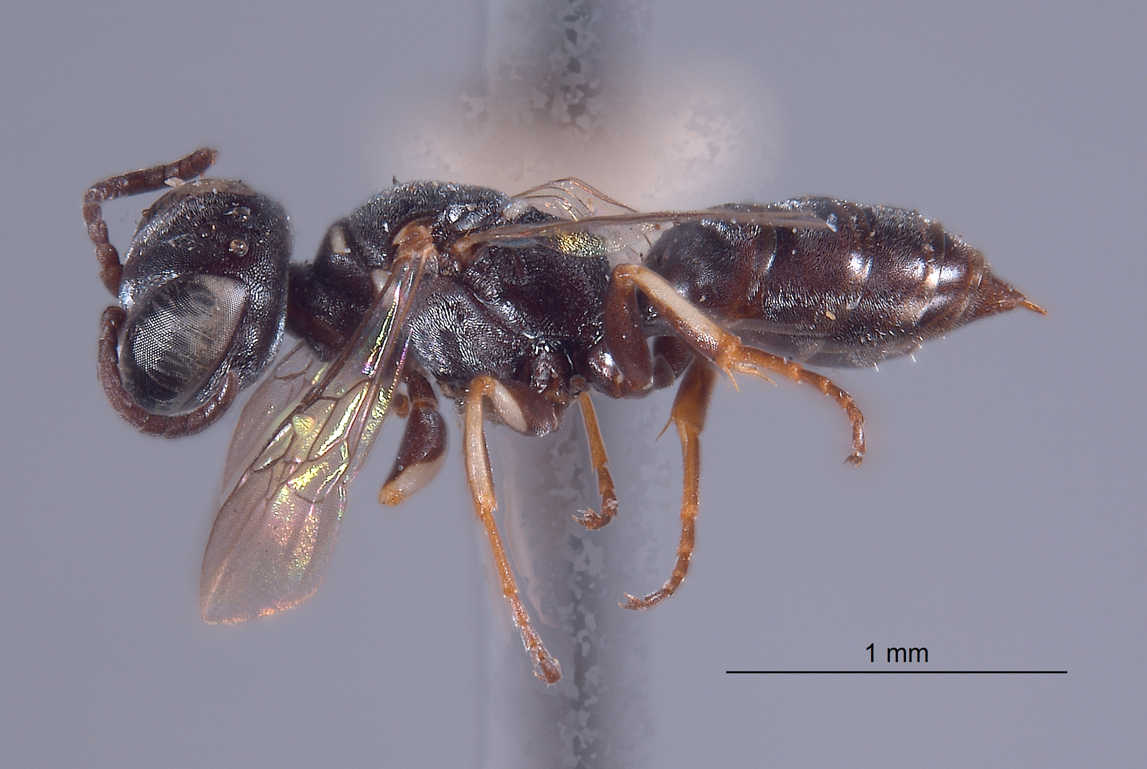 Solierella australis image