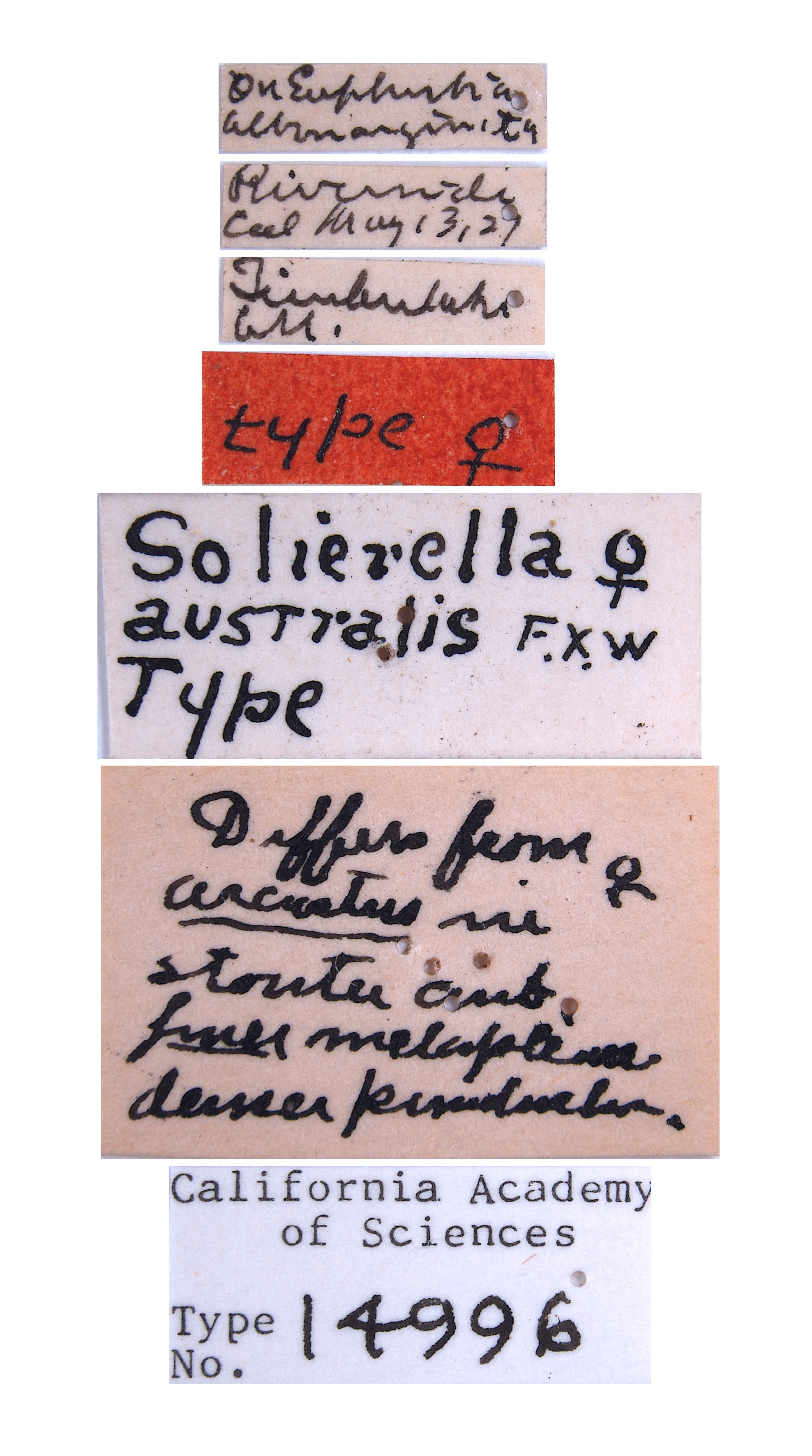 Solierella australis image