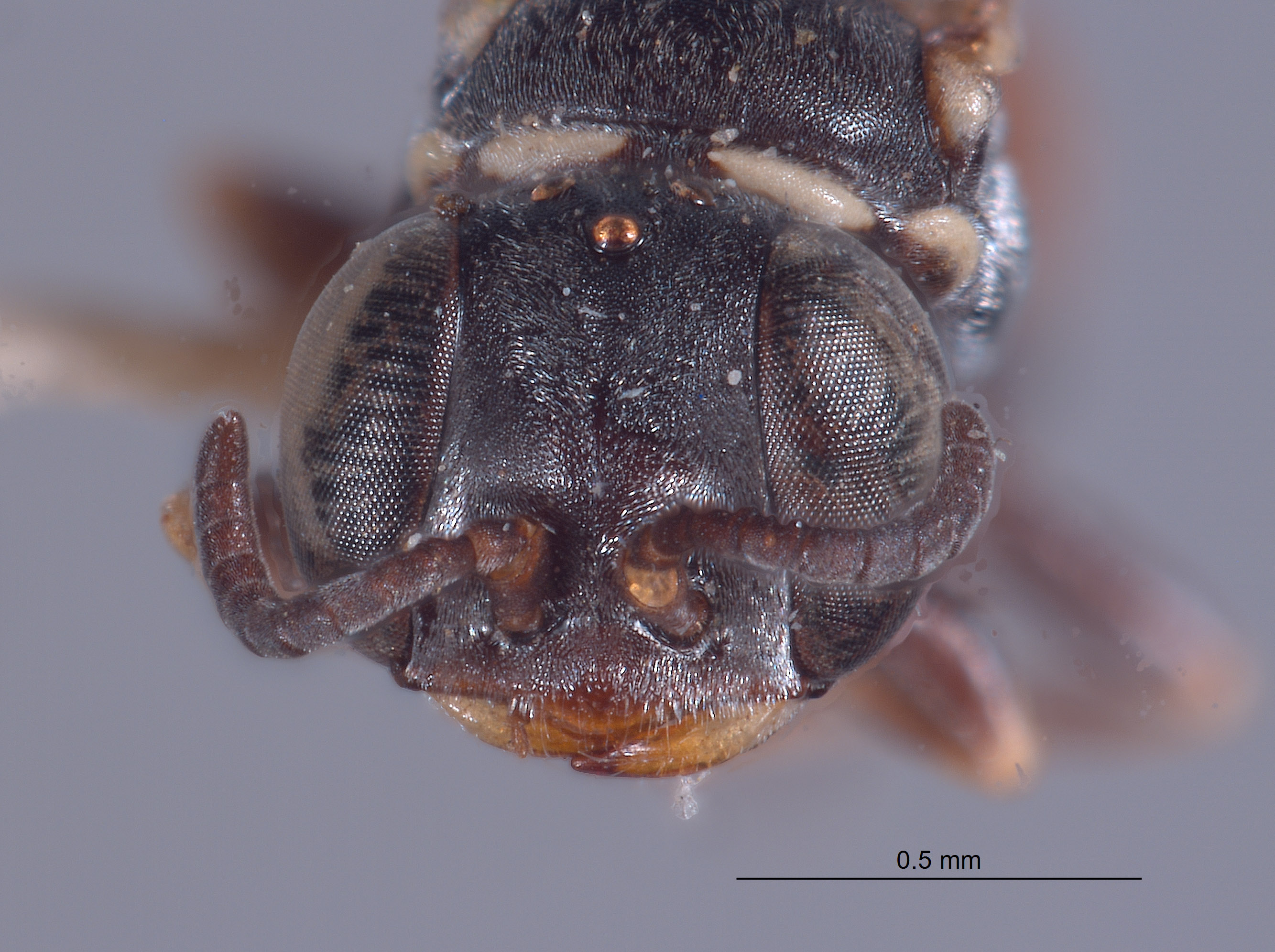 Solierella bicolor image