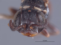 Solierella bicolor image