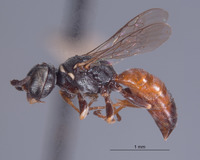 Solierella bicolor image