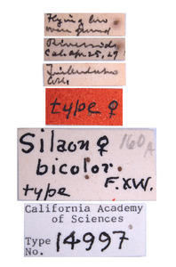 Solierella bicolor image