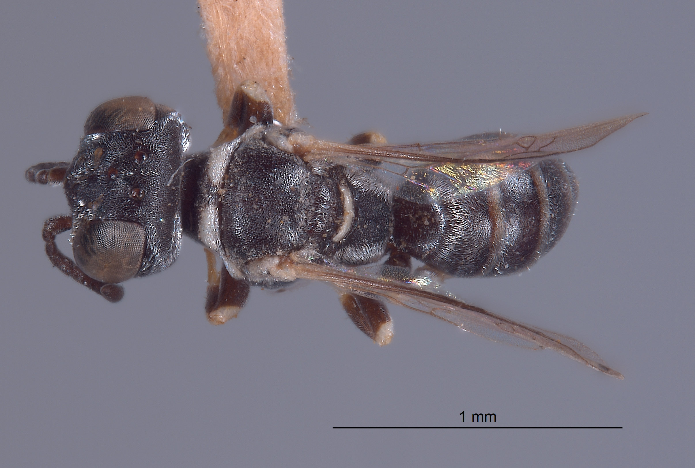 Solierella bridwelli image