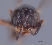 Solierella bridwelli image