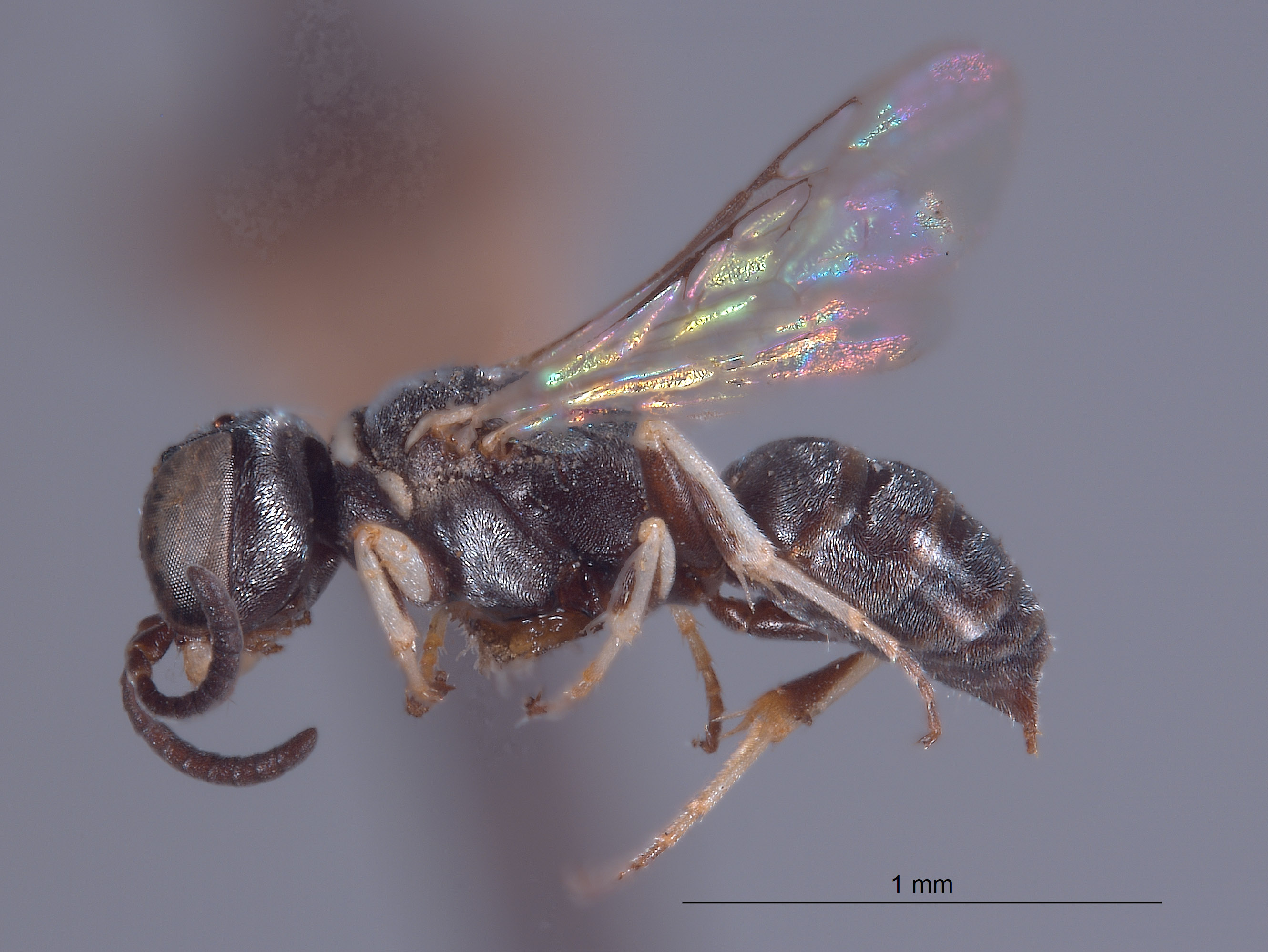 Solierella bridwelli image