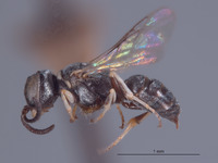 Solierella bridwelli image