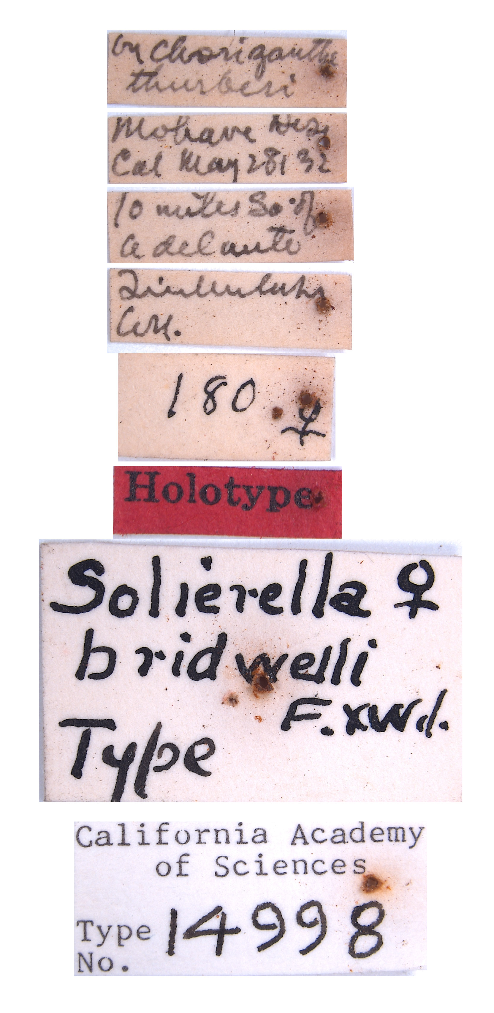 Solierella bridwelli image