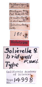 Solierella bridwelli image