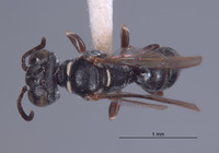 Solierella clypeata image