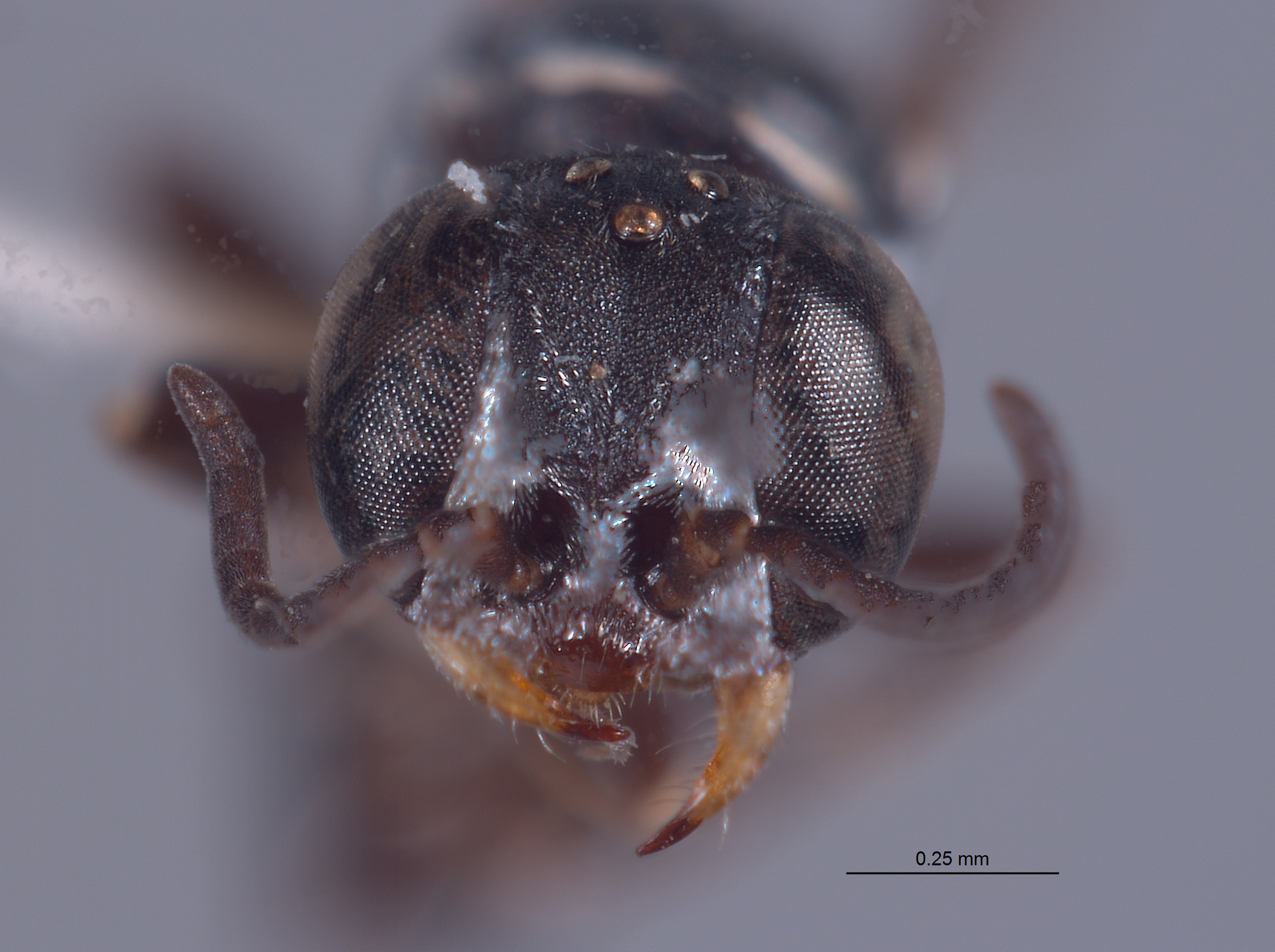 Solierella clypeata image