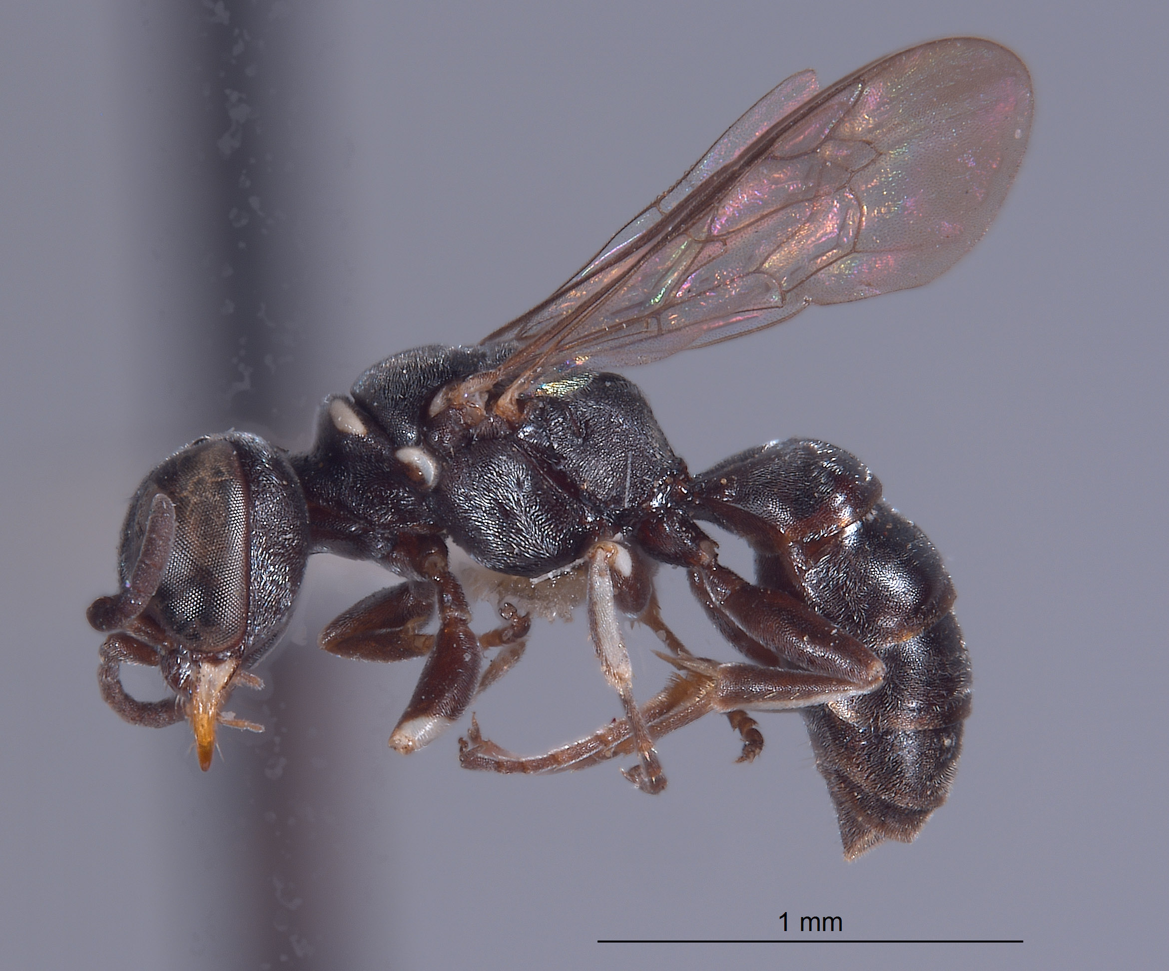 Solierella clypeata image