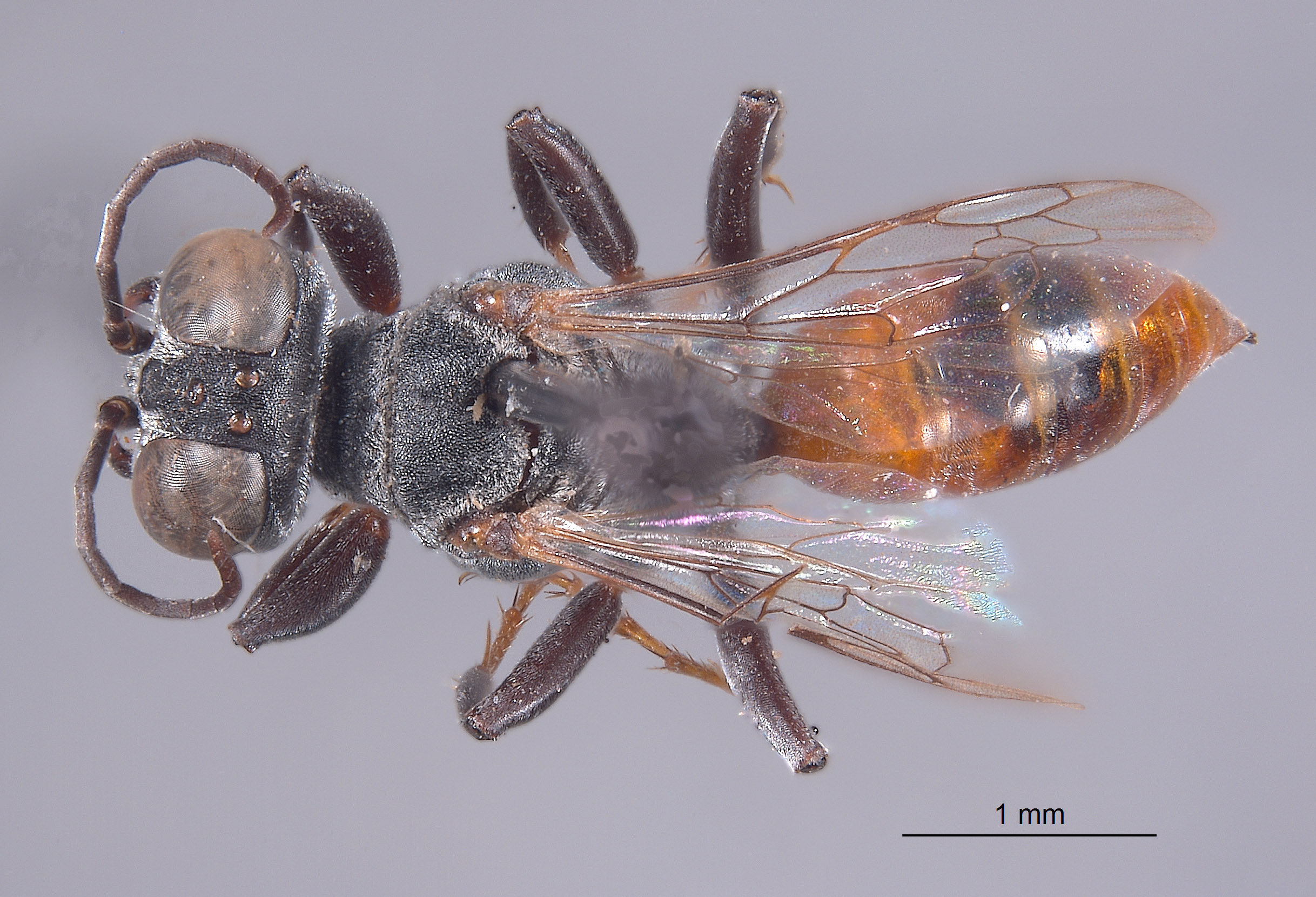 Solierella sonorae image