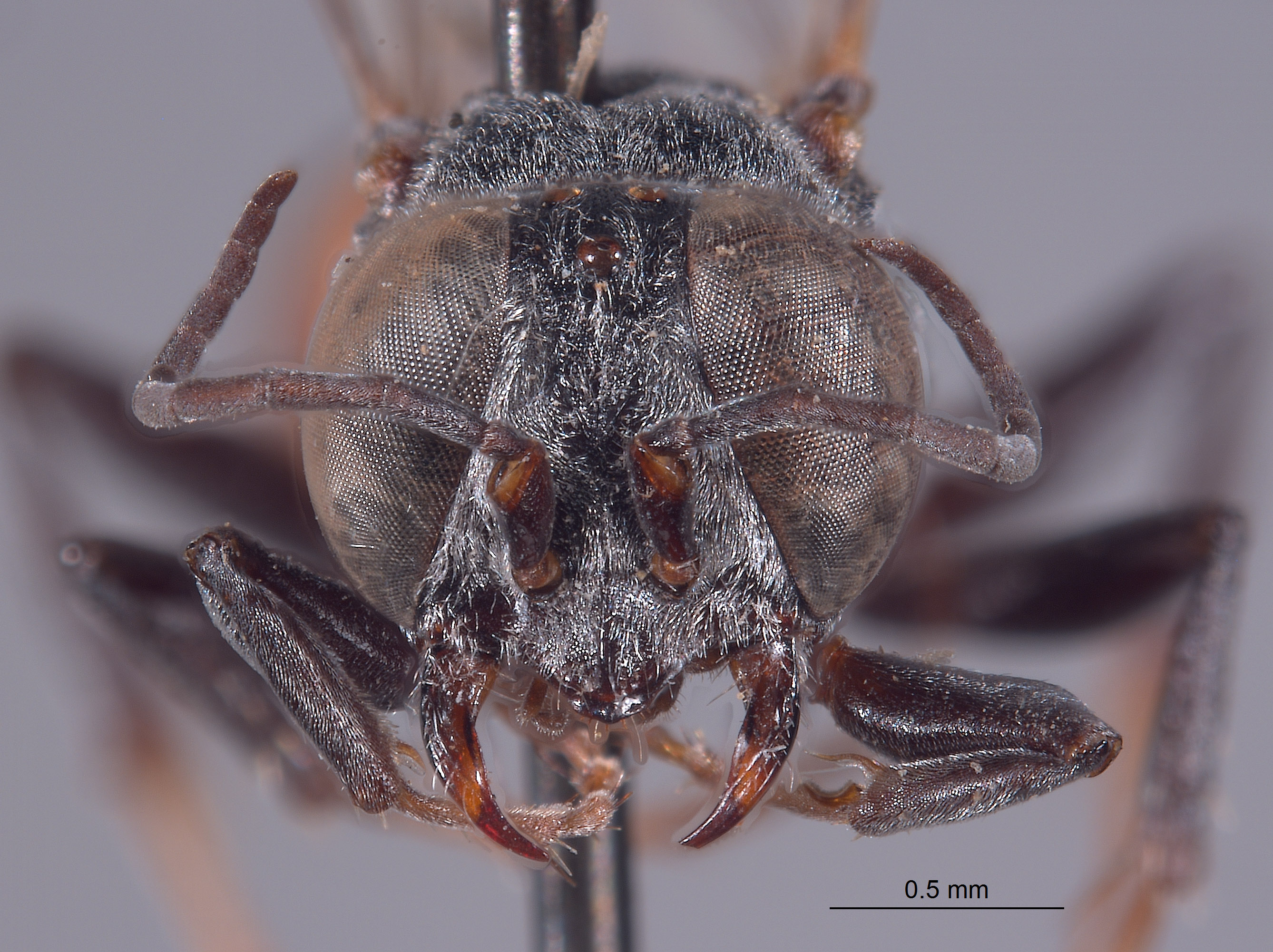 Solierella sonorae image