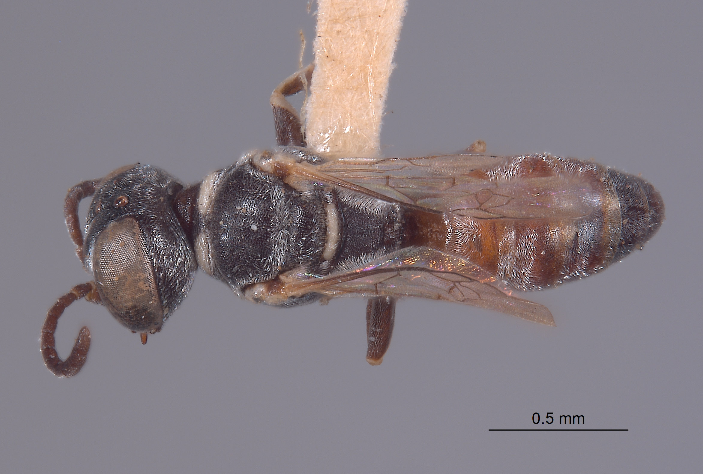 Solierella timberlakei image