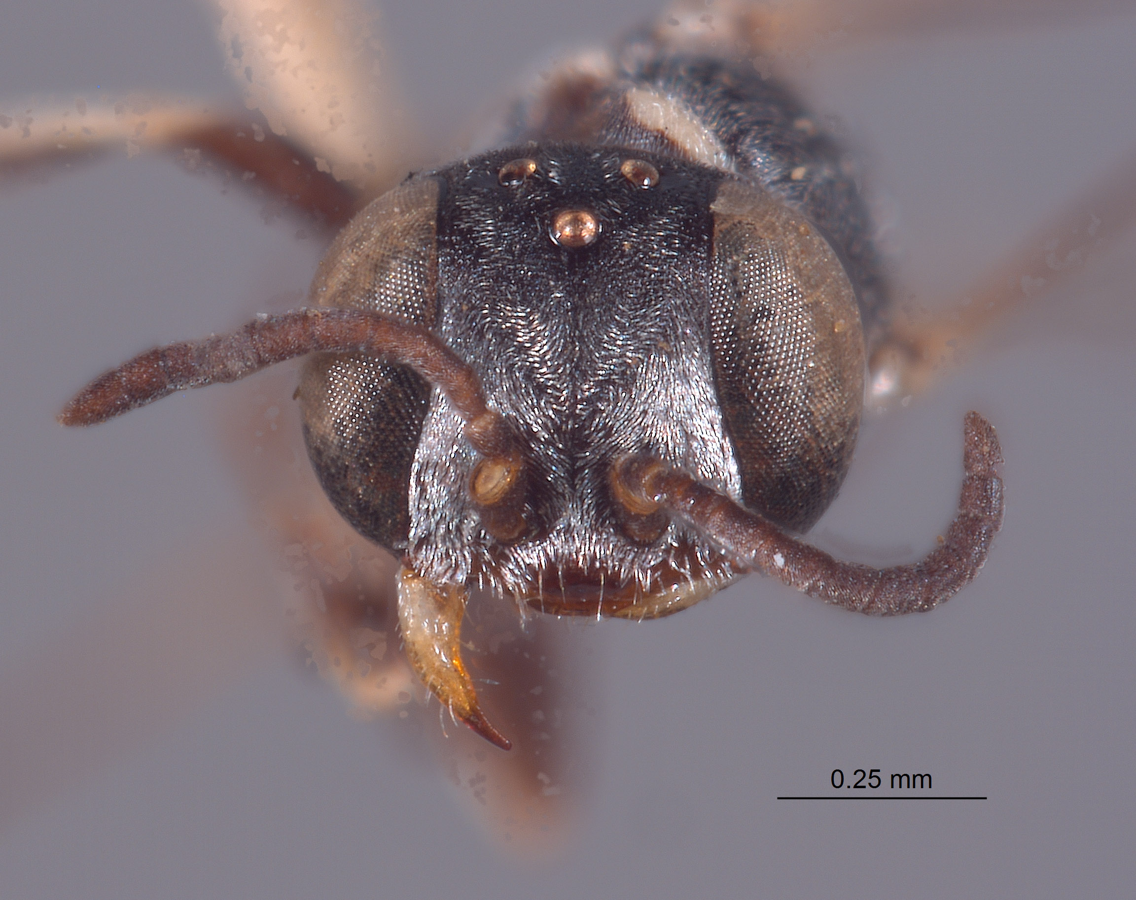 Solierella timberlakei image