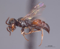Solierella timberlakei image