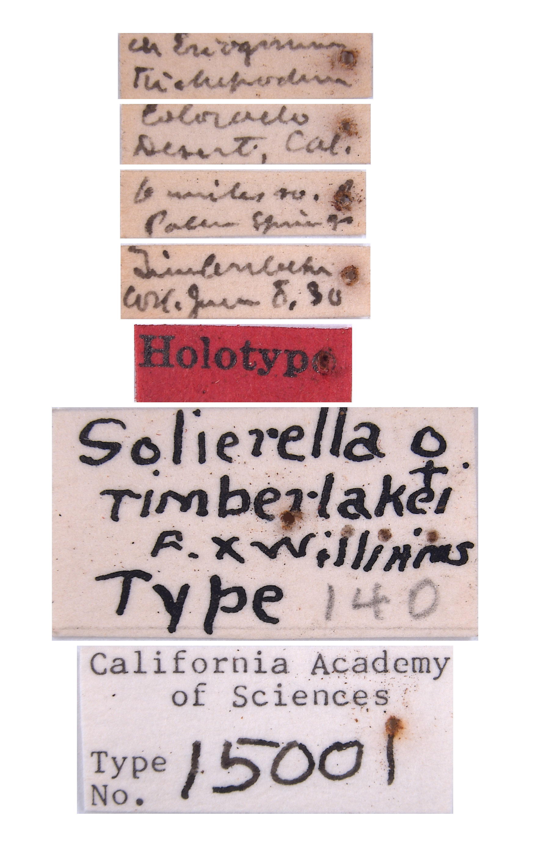 Solierella timberlakei image