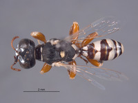 Xenosphex timberlakei image