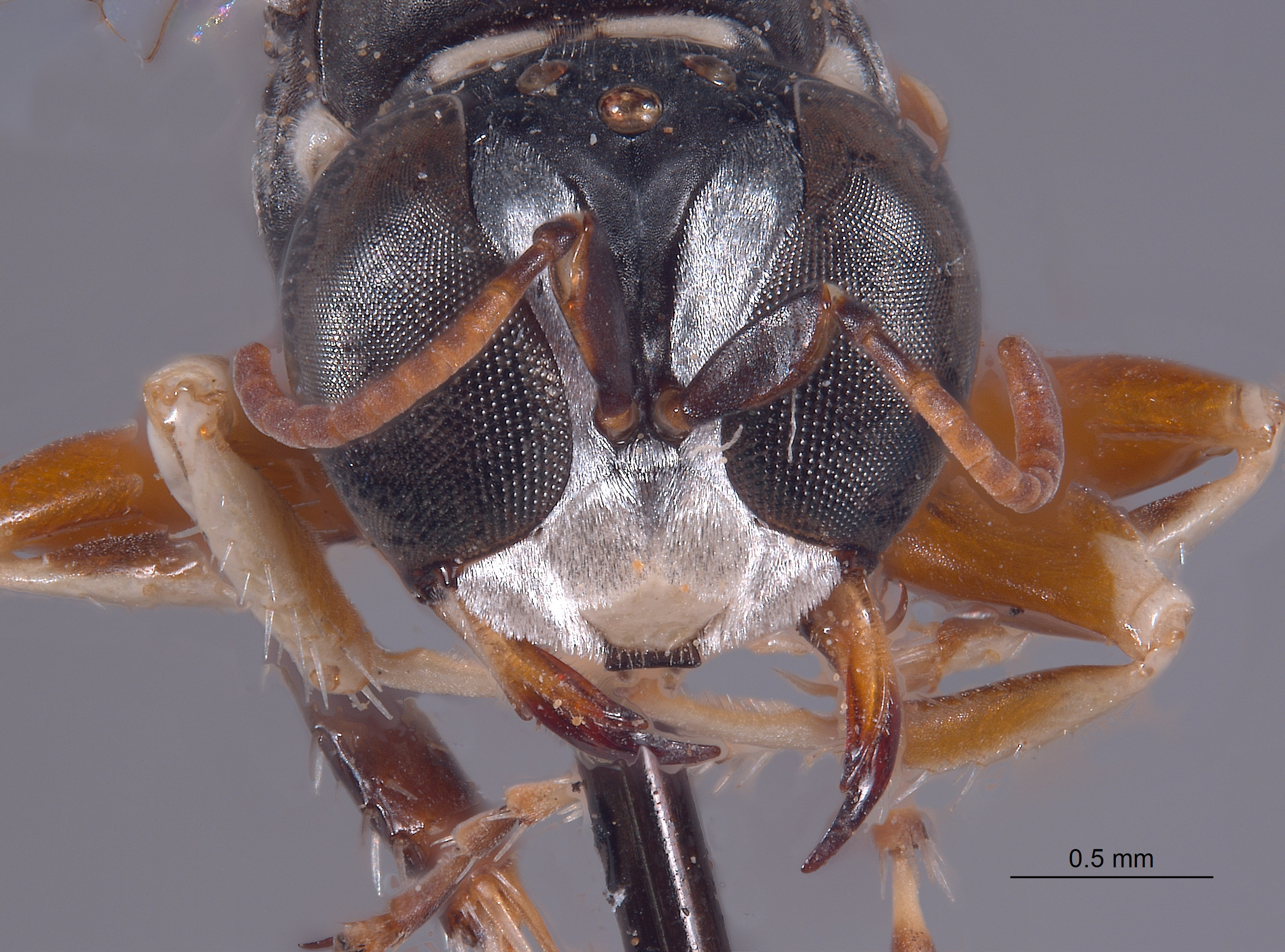 Xenosphex timberlakei image