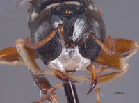 Xenosphex timberlakei image