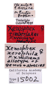 Xenosphex timberlakei image