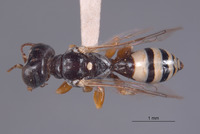 Xenosphex xerophila image