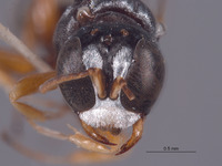 Xenosphex xerophila image