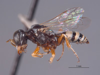 Xenosphex xerophila image