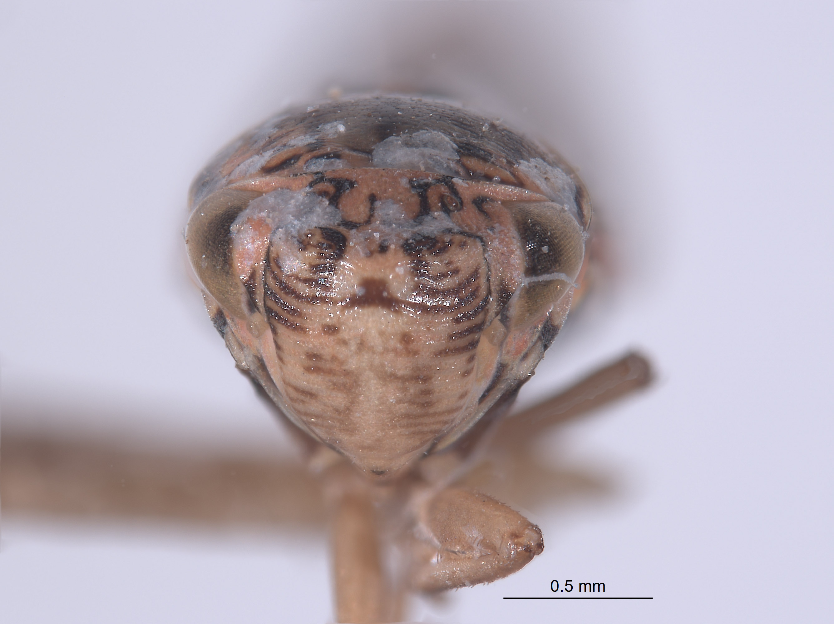 Amphigonalia bispinosa image