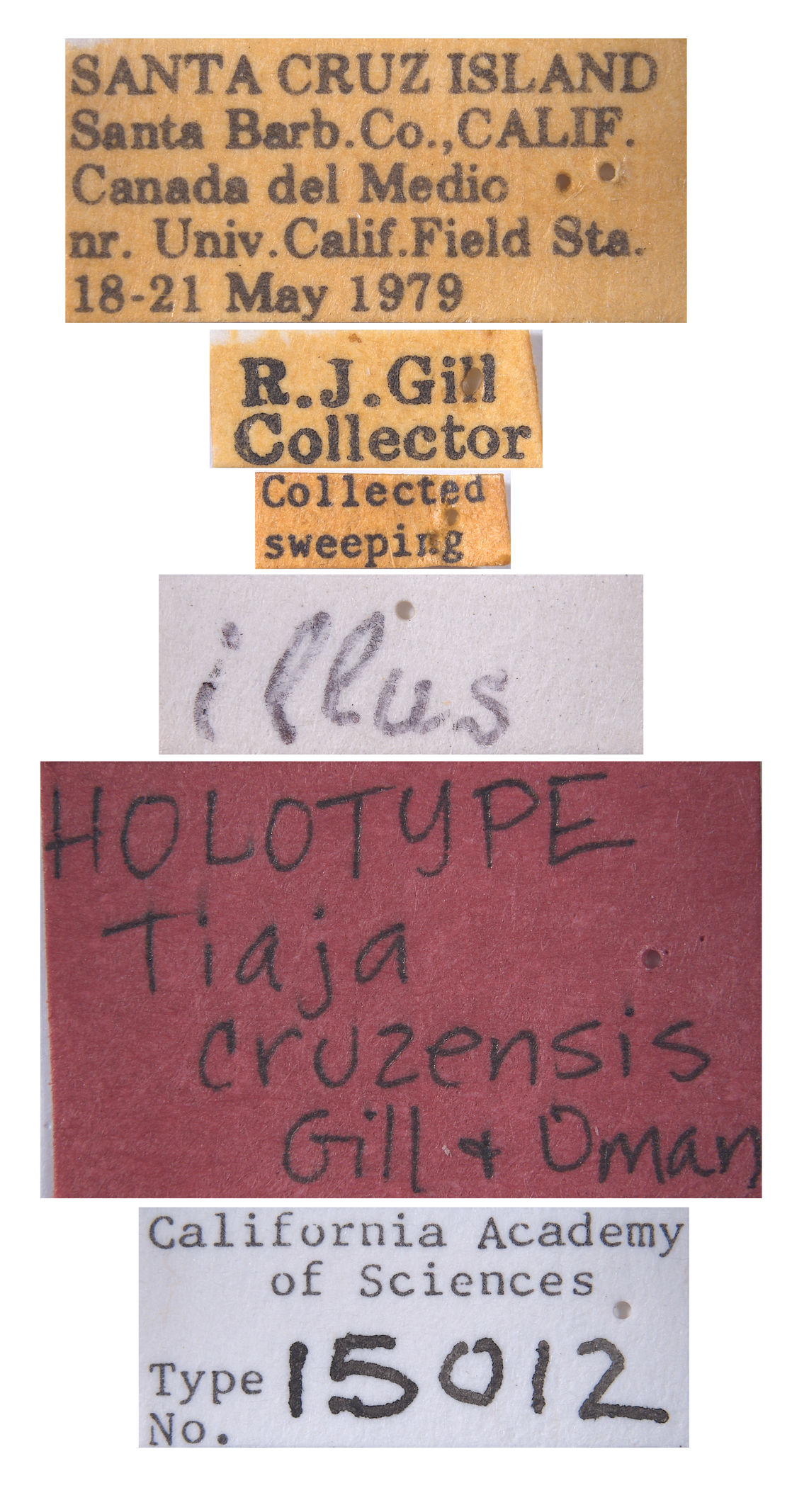 Tiaja cruzensis image