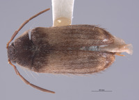 Novelsis sabulorum image