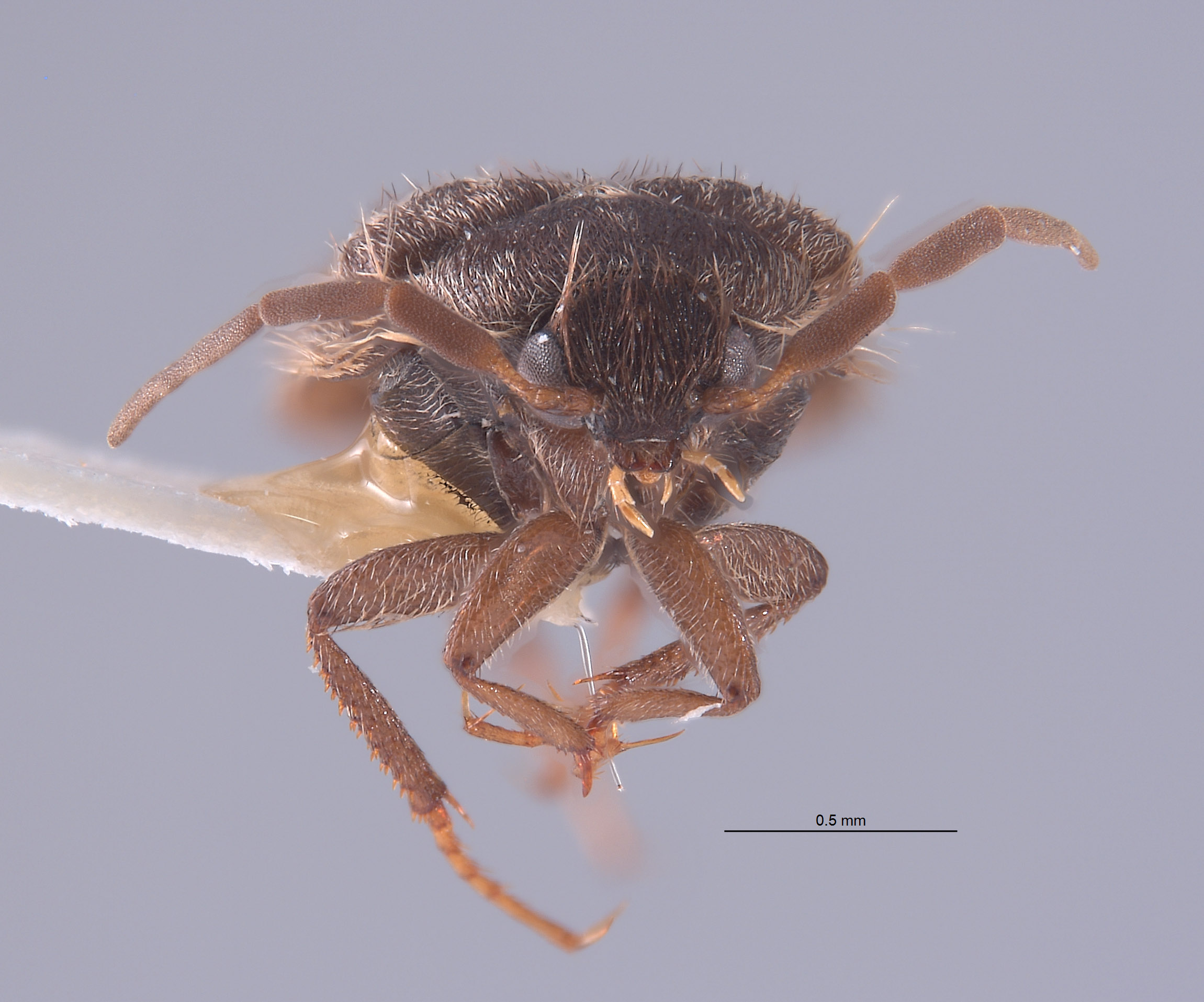 Novelsis sabulorum image