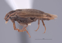 Novelsis sabulorum image