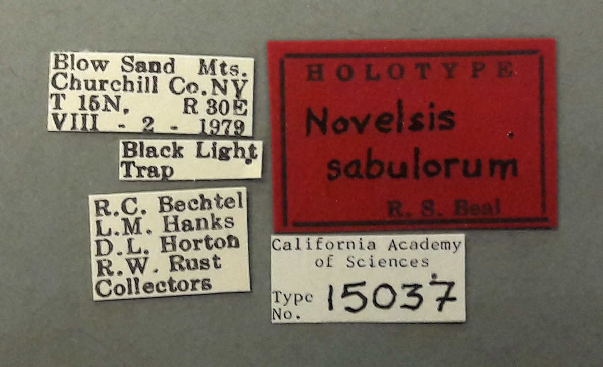 Novelsis sabulorum image